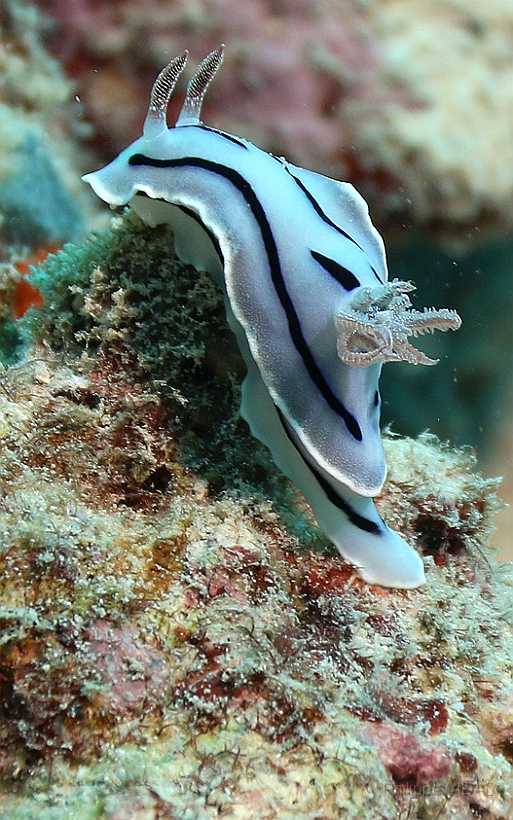 Sipadan_2015_Nudibranche_Doris de Loch_Chromodoris lochi_IMG_2291_rc.jpg